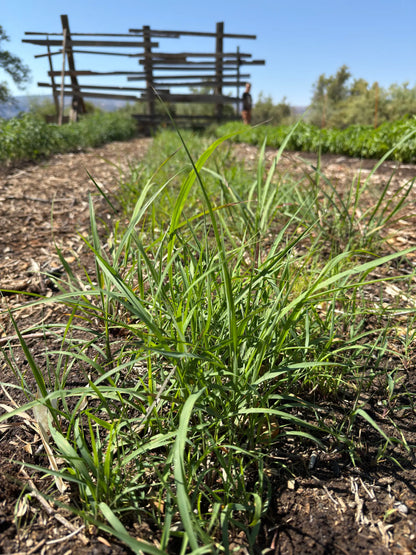 Lemongrass (Cymbopogon citratus) clump growing in farm row — bright, citrus-scented blades harvested for bulk lemongrass herb, cut &amp; sifted for tea and culinary use.