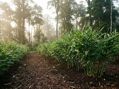 Sacred Plant Co ginger cultivation featuring organic ginger root plants in a misty forest garden, highlighting the regenerative agriculture practices used to produce premium Zingiberis Rhizoma.