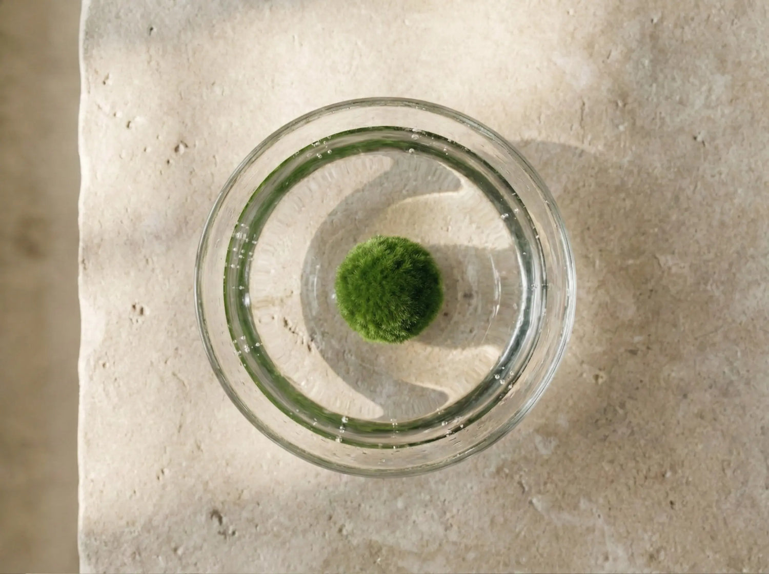 A Marimo ball in fresh water under bright light, showing small oxygen bubbles from photosynthesis.