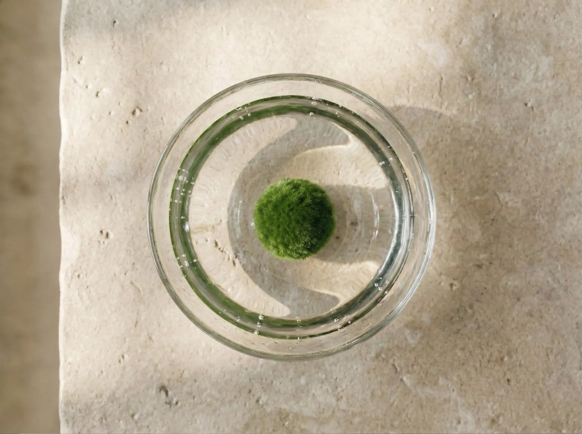 A Marimo ball in fresh water under bright light, showing small oxygen bubbles from photosynthesis.