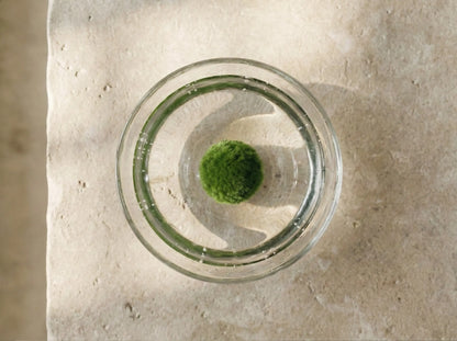 A Marimo ball in fresh water under bright light, showing small oxygen bubbles from photosynthesis.
