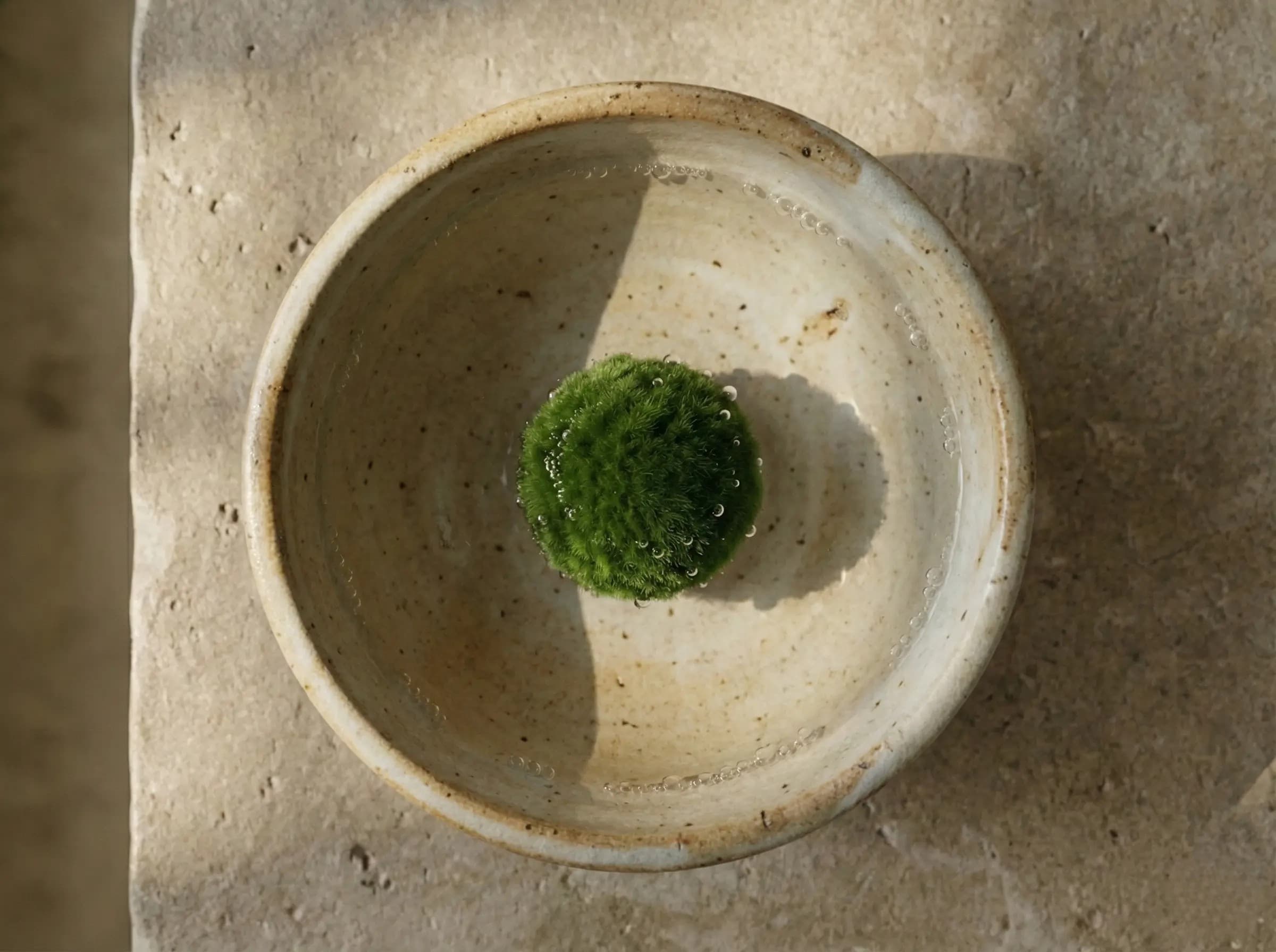 A calming, minimalist display of a Marimo algae ball in pottery, evoking Japanese Wabi-Sabi aesthetics.