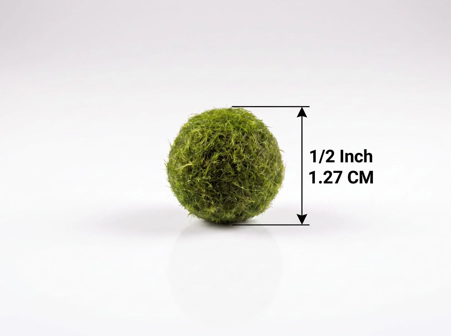 Live Marimo moss ball beside a size guide showing its 1/2 inch (1.27 cm) diameter