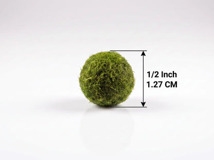 Live Marimo moss ball beside a size guide showing its 1/2 inch (1.27 cm) diameter