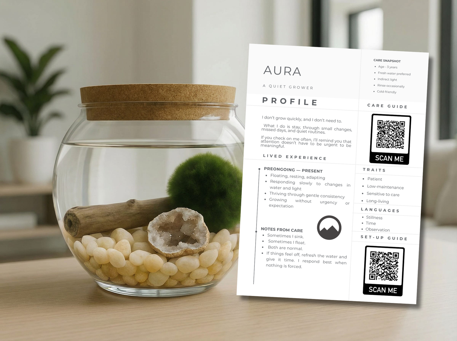 Premium marimo moss ball on wooden table. 