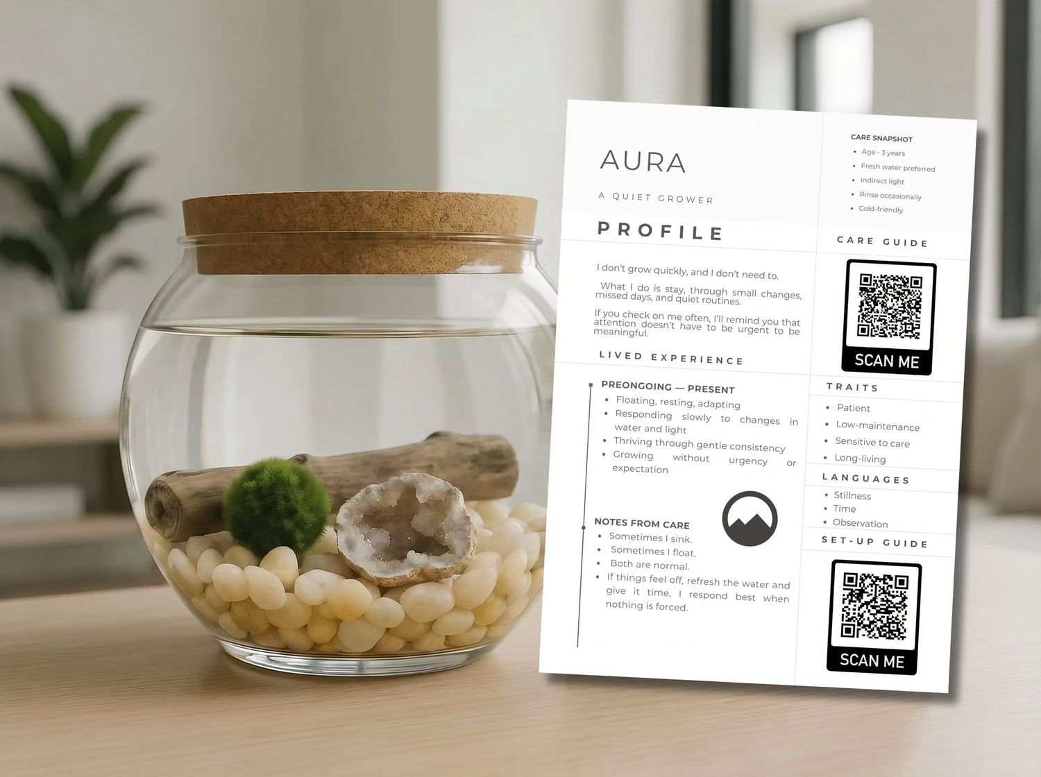 Marimo moss ball aquarium with a crystal, driftwood and a Sacred Plant Co care card