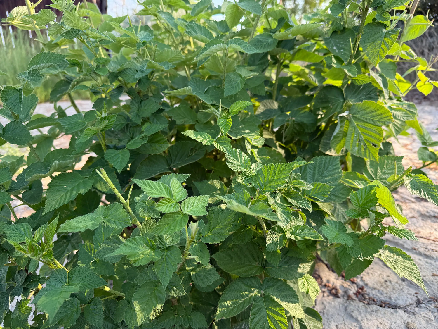 Wide view of a mature raspberry shrub bursting with vibrant green leaves in the arid Colorado farm bed.