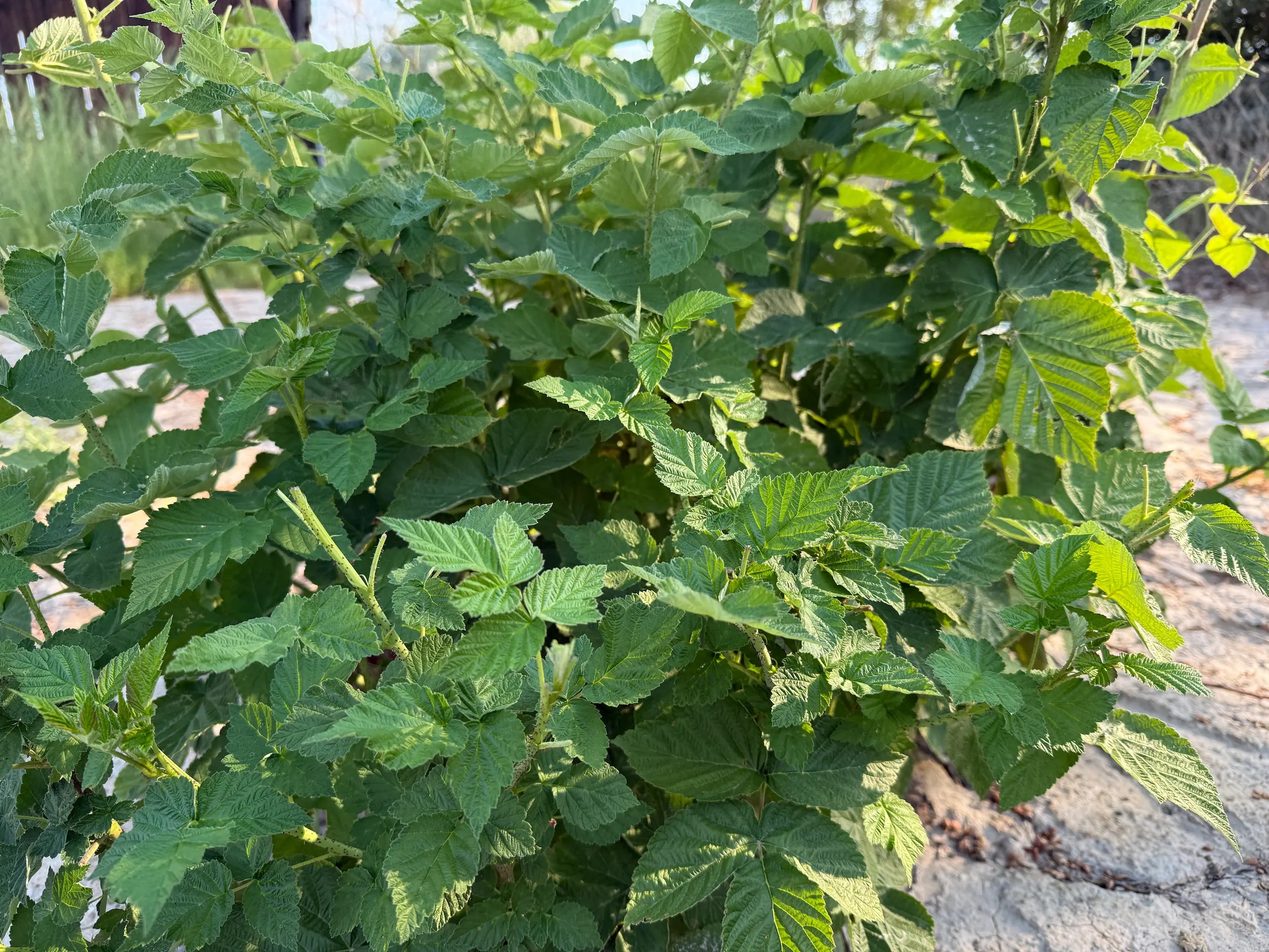 Wide view of a mature raspberry shrub bursting with vibrant green leaves in the arid Colorado farm bed.