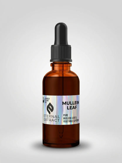 A one-ounce amber glass dropper bottle of Mullein Leaf Tincture by Sacred Plant Co, isolated on a white background. The bottle features a holographic Eternal Extract label detailing it as a pure Mullein Leaf and vegetable glycerin blend, formulated for natural respiratory support and soothing lung relief.