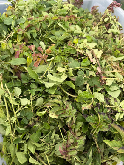 Freshly handpicked regeneratively grown oregano with vibrant green leaves from Sacred Plant Co