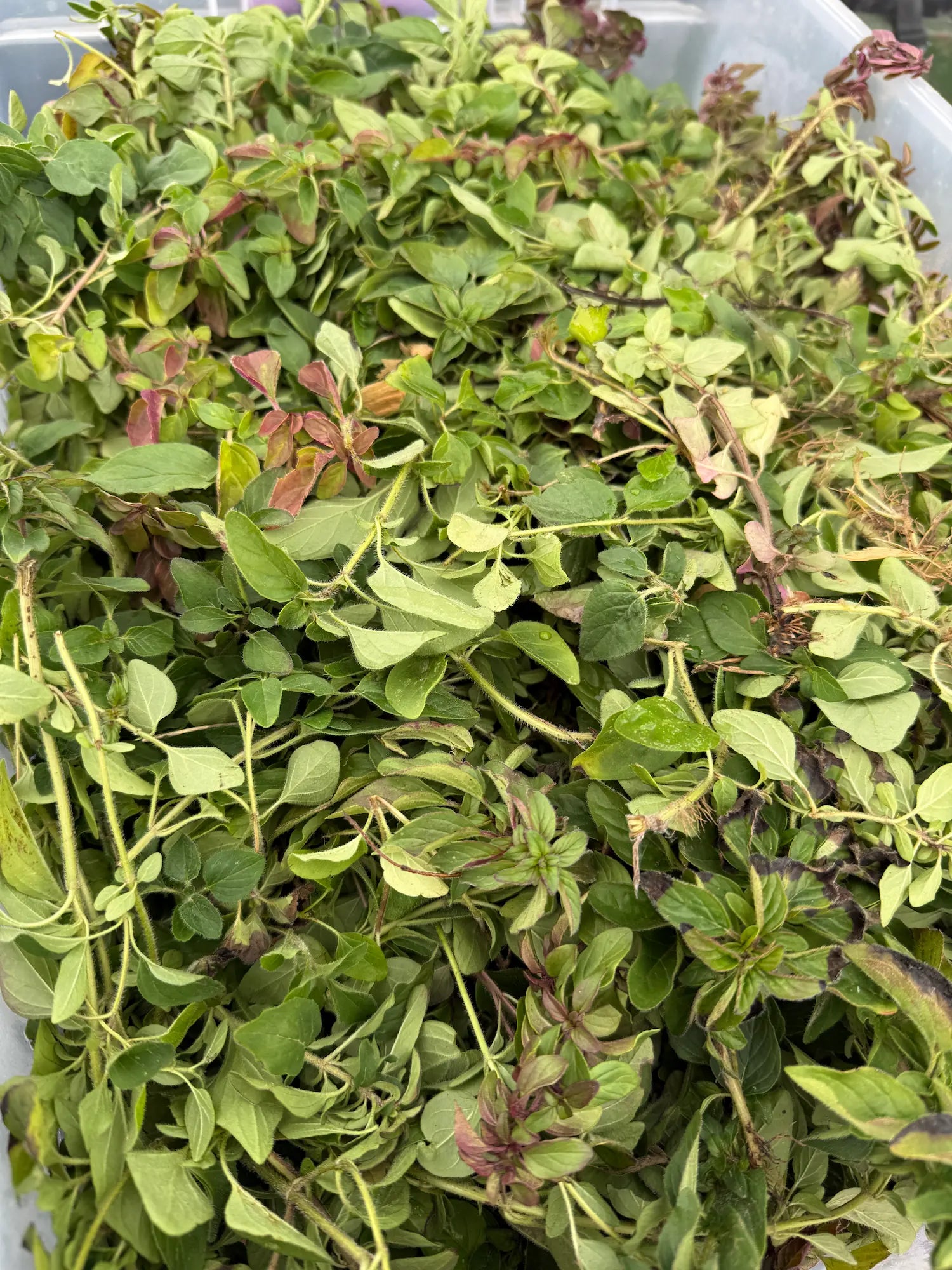Close-up view of freshly harvested oregano leaves showcasing rich color and premium quality.