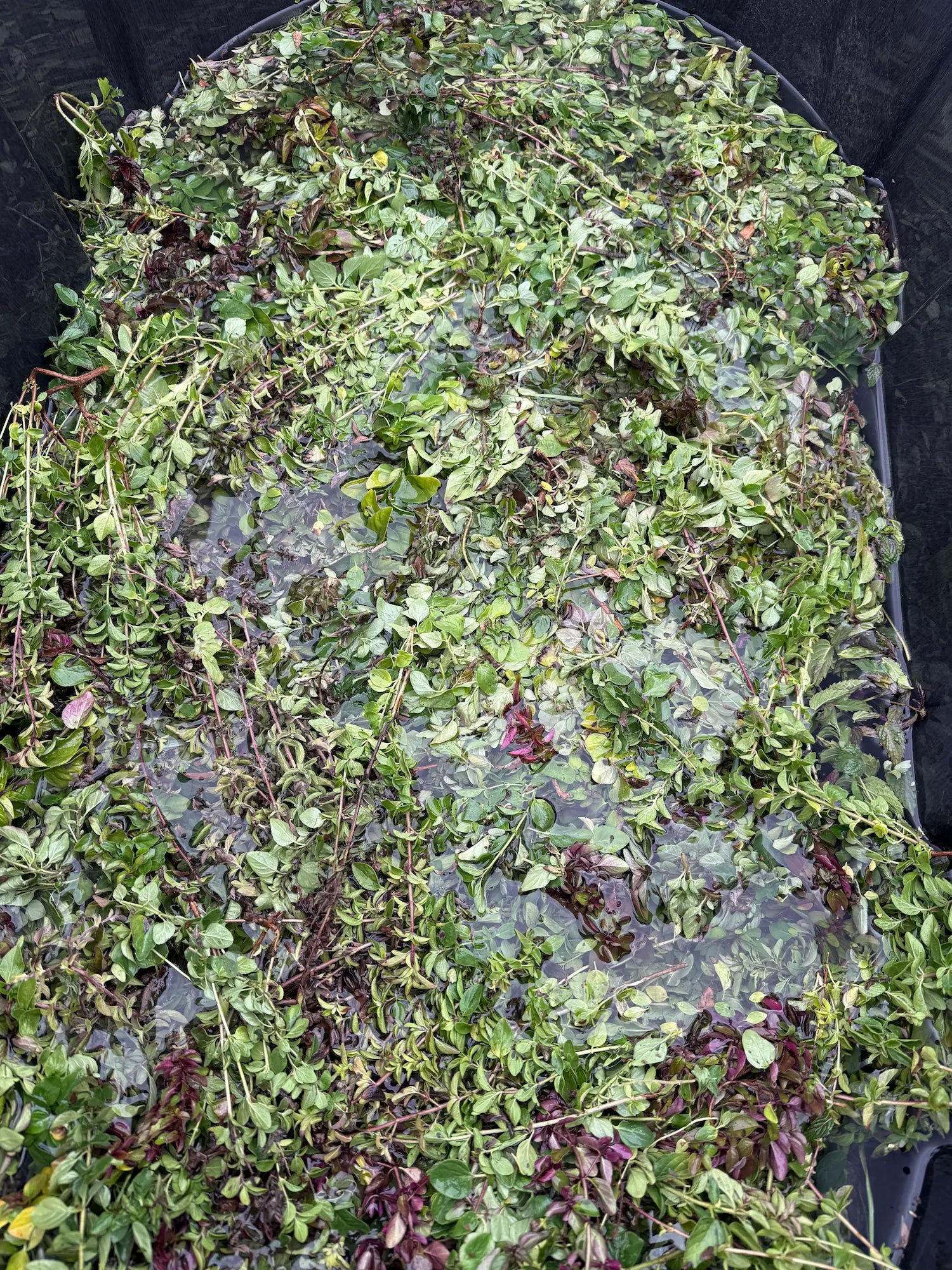Fresh oregano being washed in cool water during the cleaning process at Sacred Plant Co’s regenerative farm.