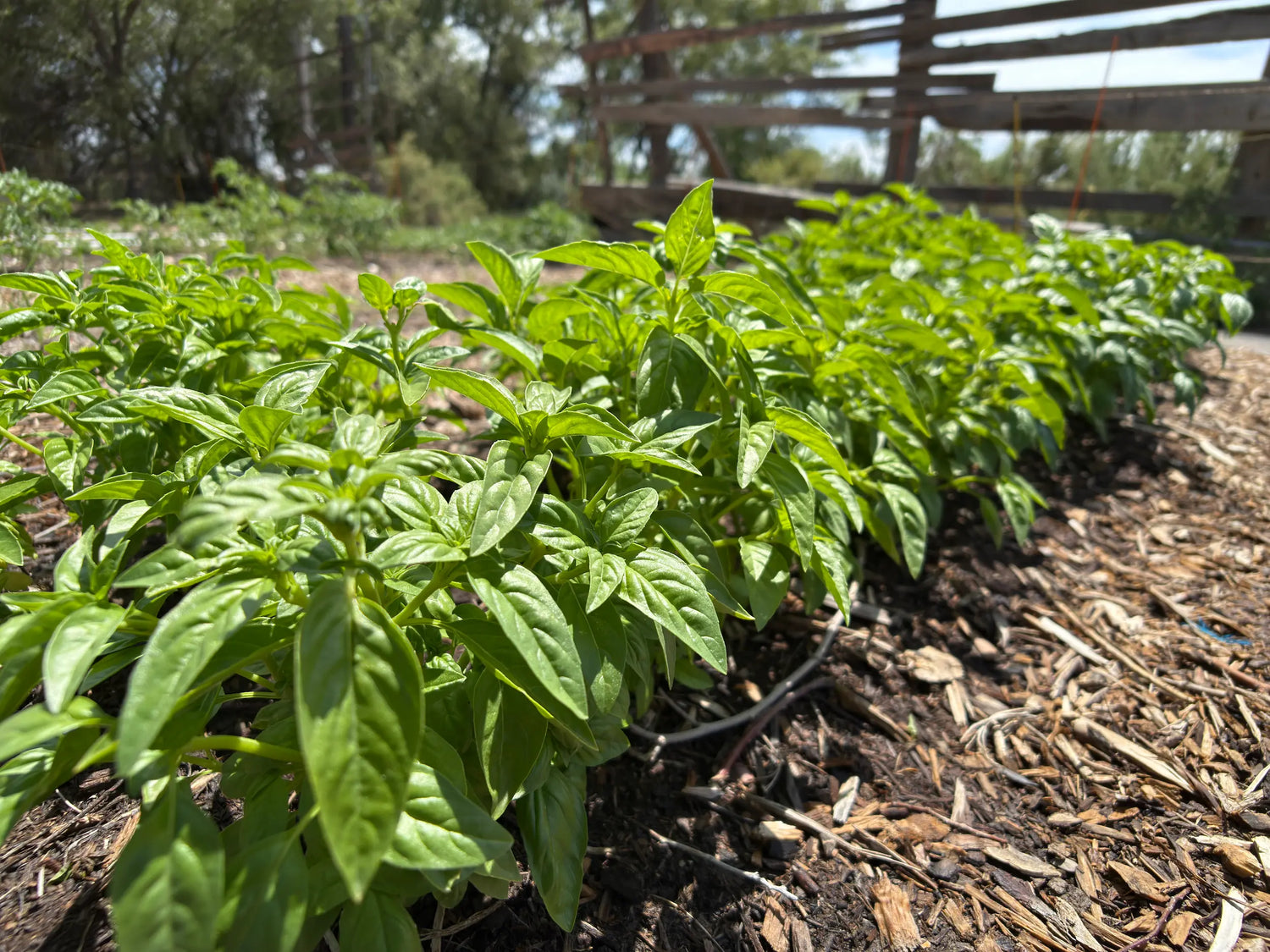 Field of organically grown basil herb rows at Sacred Plant Co farm, sustainably cultivated and drip-irrigated for optimal growth
