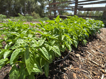 Field of organically grown basil herb rows at Sacred Plant Co farm, sustainably cultivated and drip-irrigated for optimal growth