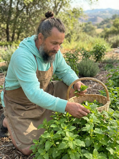 Man harvesting fresh lemon balm in a regenerative herb garden, placing leaves into a woven basket during a peaceful morning.