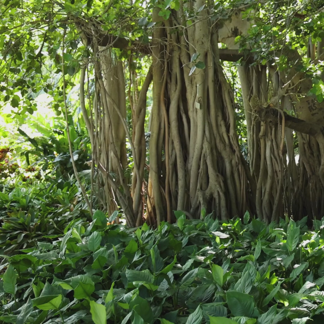 Sacred Plant Co Banyan Tree Seeds (Ficus benghalensis) – Grow Your Own Majestic Banyan Tree