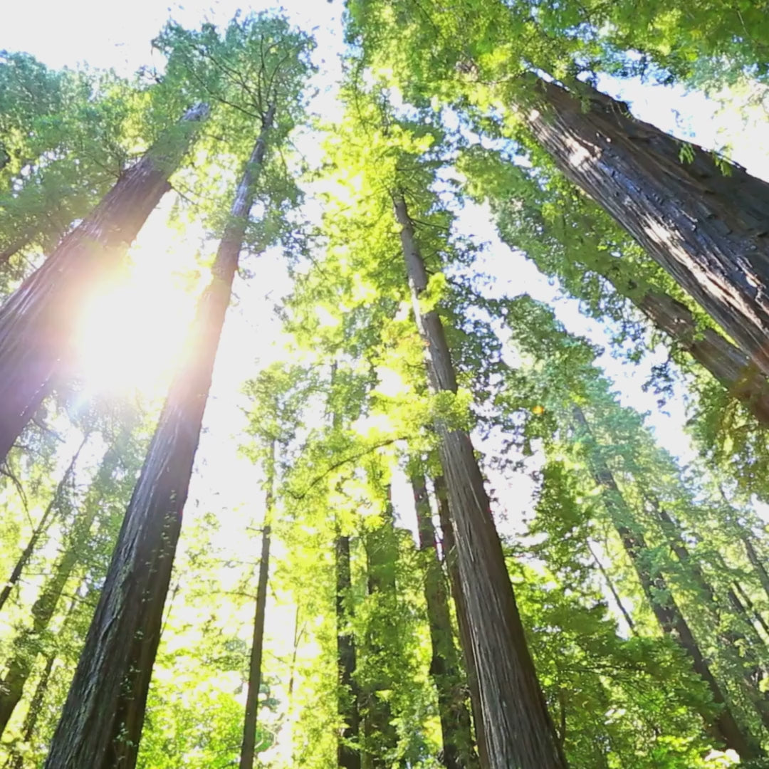 A video of a lush forest of towering Dawn Redwood trees with vibrant green foliage and ferns covering the forest floor, showcasing the grandeur of these ancient trees.