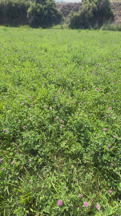 Red Clover Blossoms flourishing in the fields of Sacred Plant Co in Colorado, sunlit fields with well-drained, nutrient-rich soil, producing vibrant, high-quality blooms.