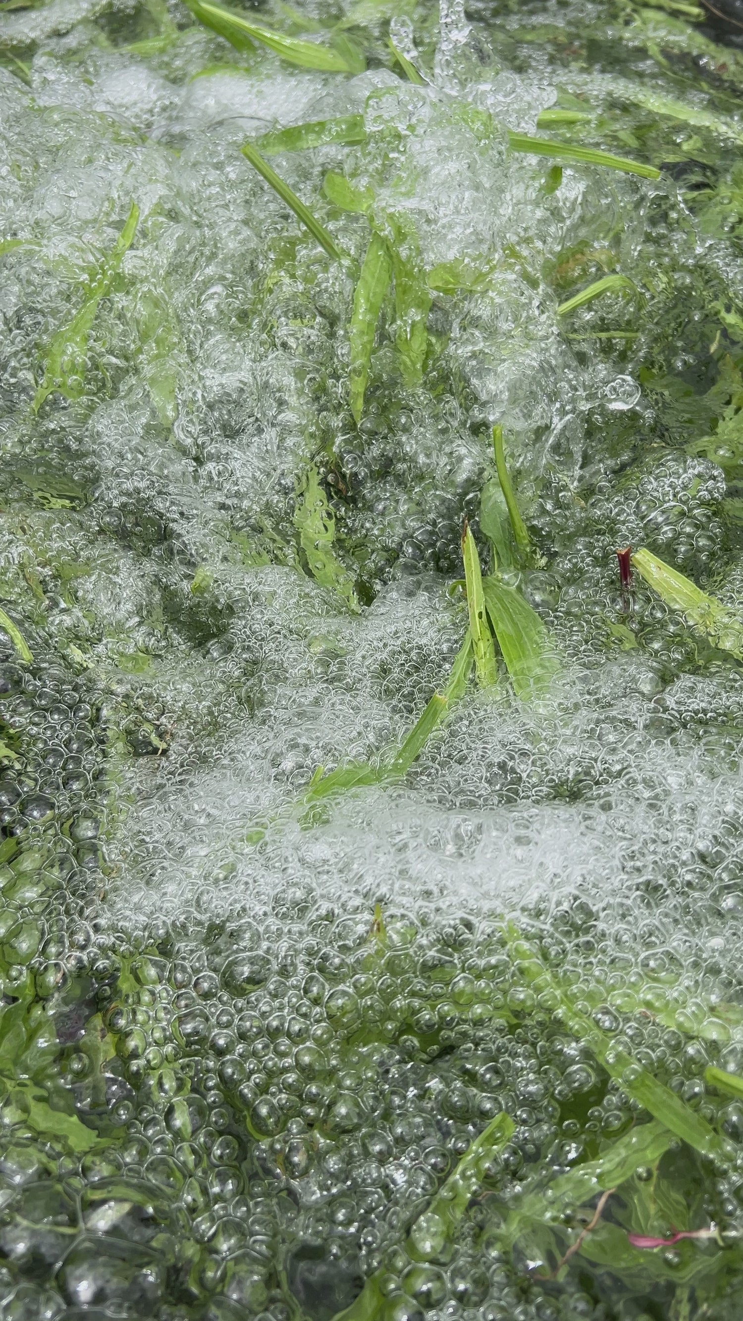 Video of premium bundles of green Plantain leaves with velvety leaves in a wash cycle, cultivated by Sacred Plant Co, captured from an upward angle with natural lighting.