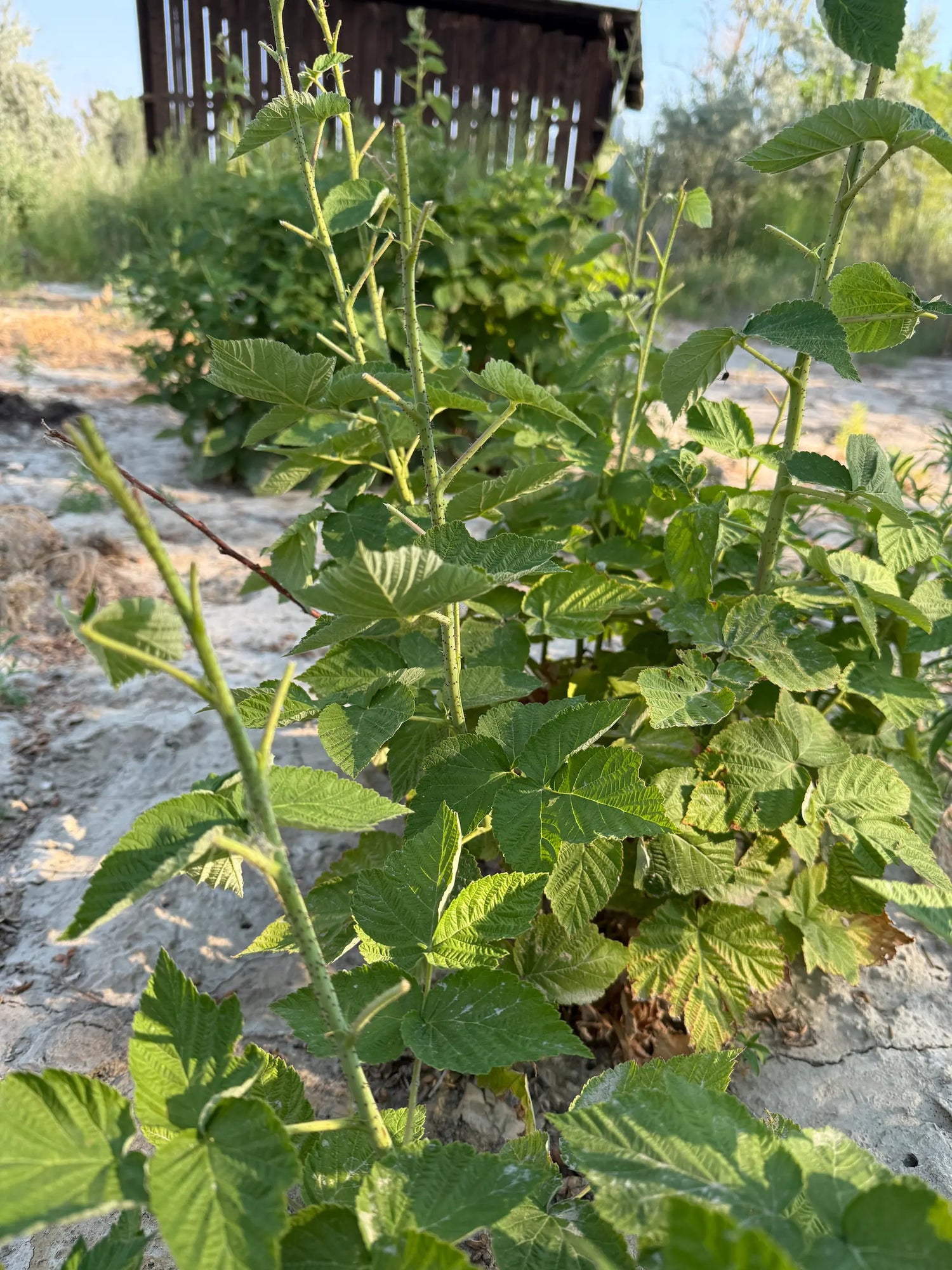 Side perspective of raspberry canes showing fresh growth and fine prickles, sandy soil and barn backdrop in late-summer light.