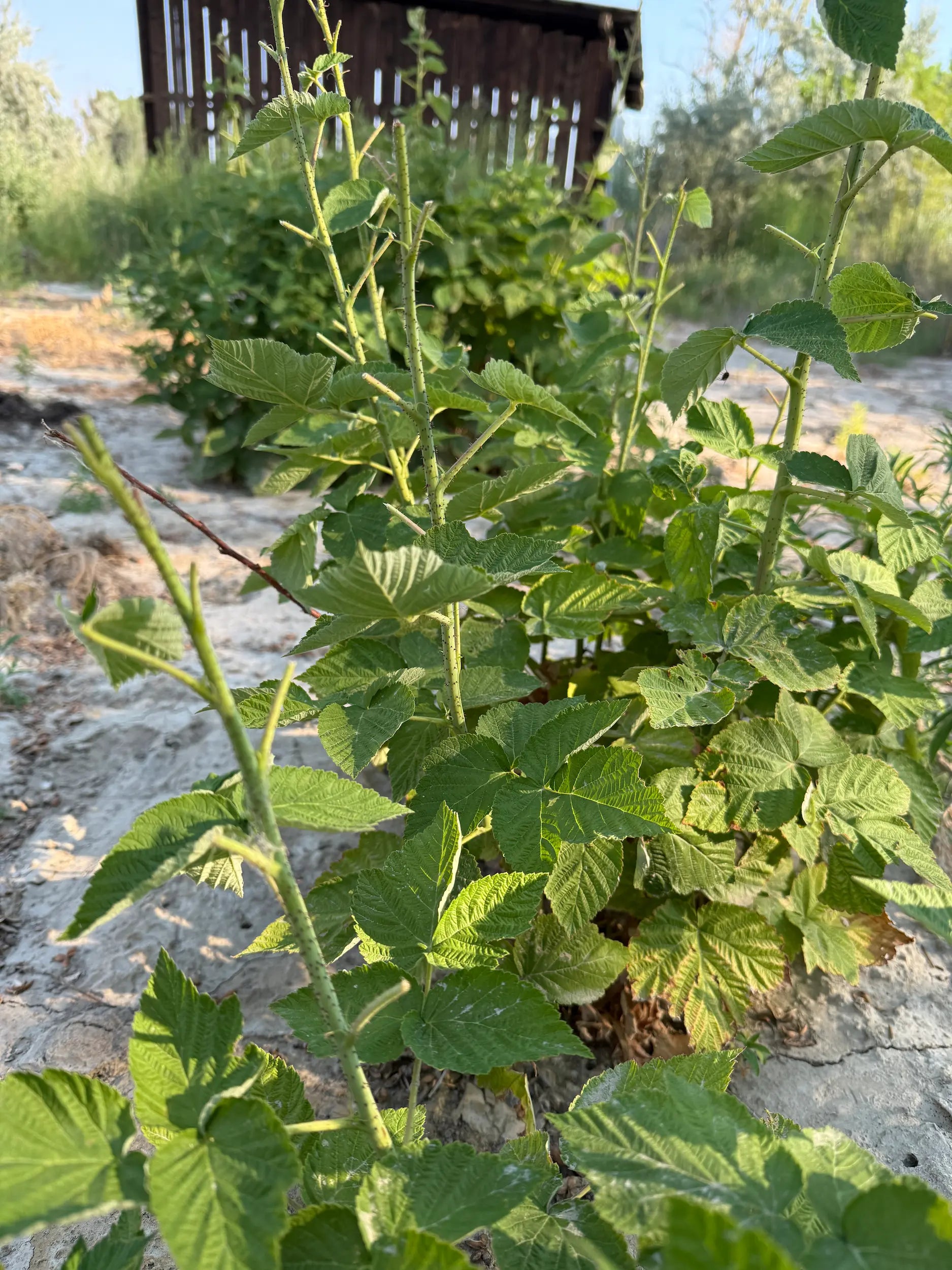 Side perspective of raspberry canes showing fresh growth and fine prickles, sandy soil and barn backdrop in late-summer light.