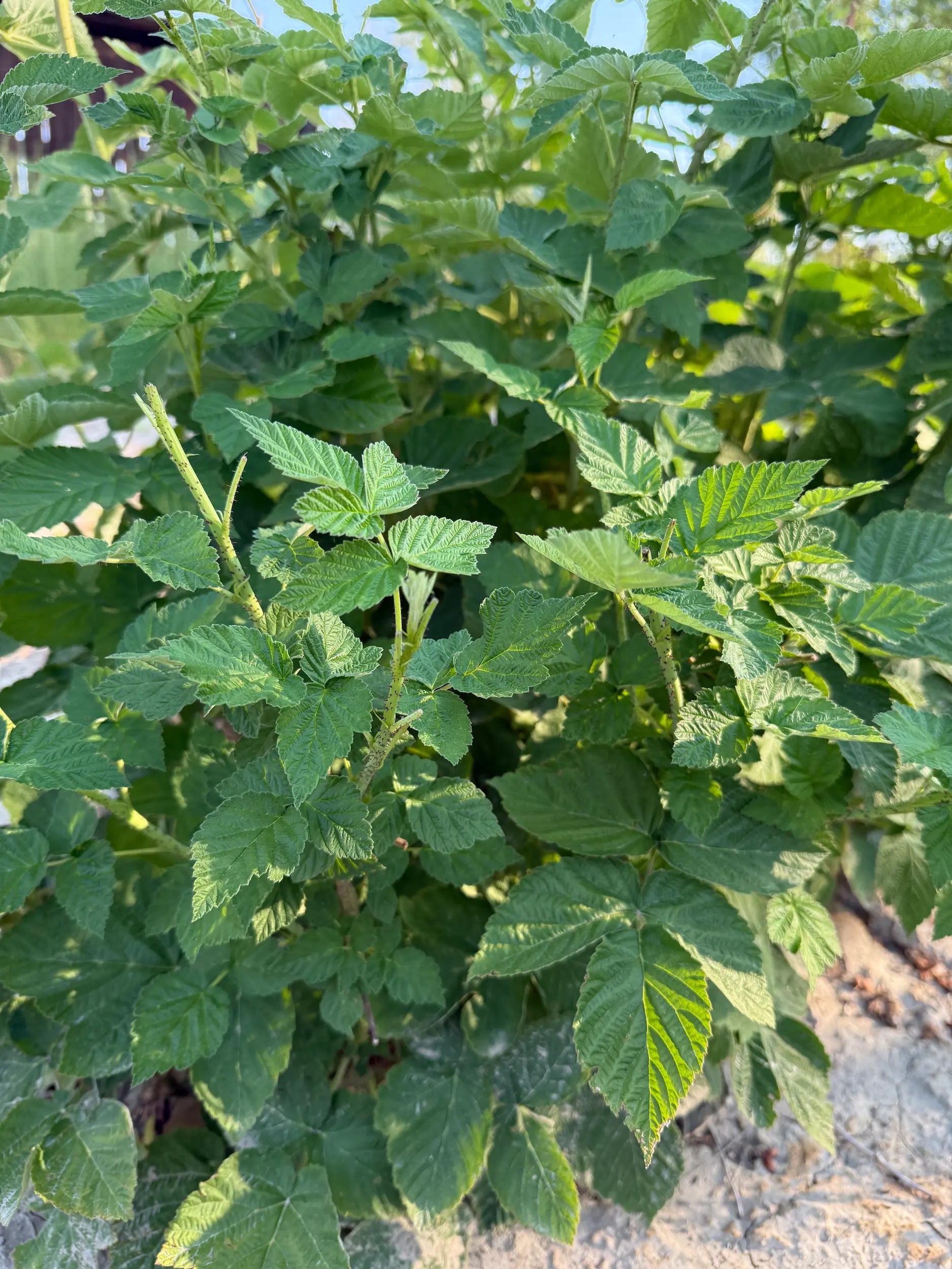 覆盆子叶散装 - 优质干覆盆子叶 - Sacred Plant Co