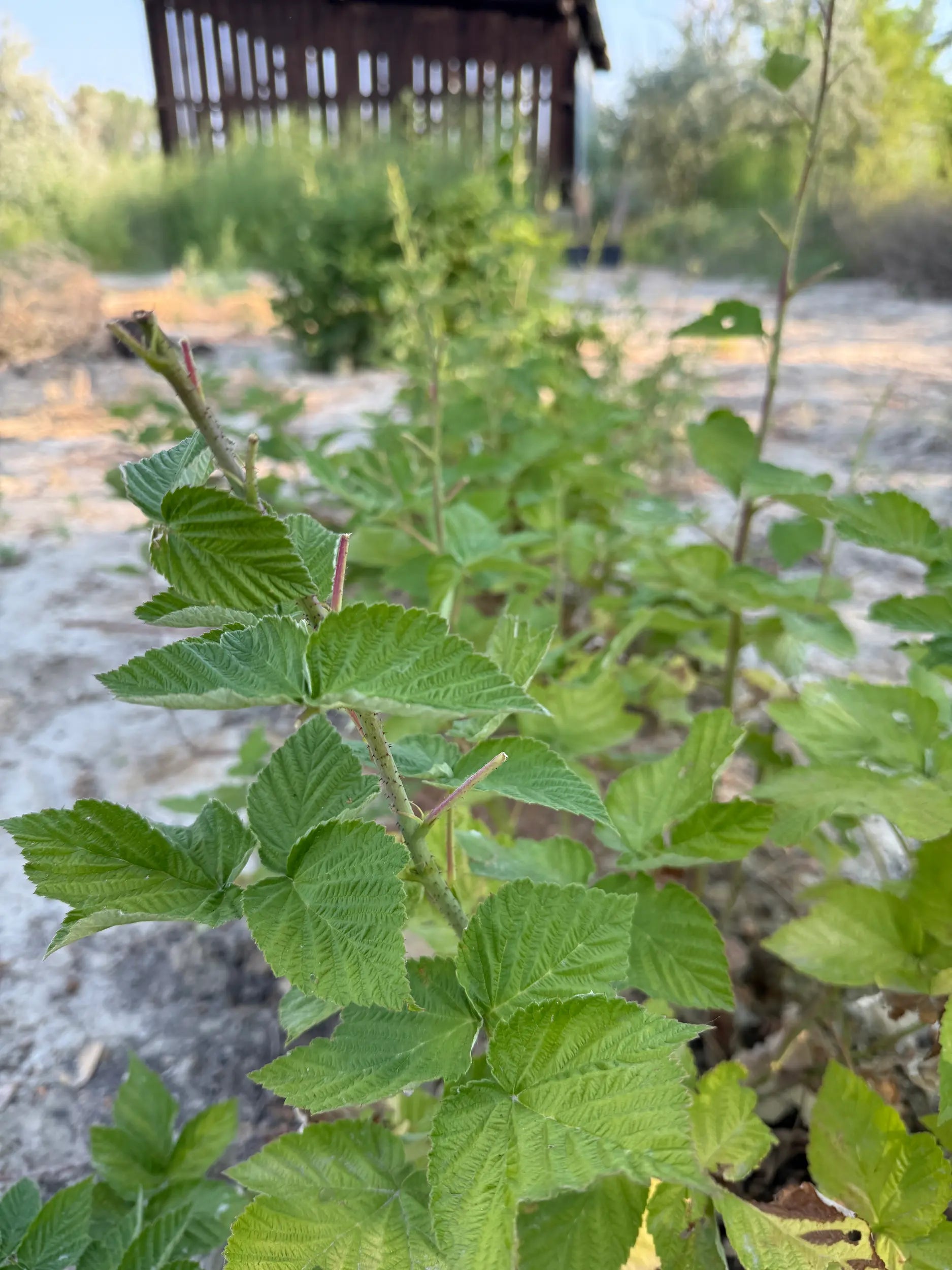 Close-up of a regeneratively grown raspberry leaf row, young canes emerging from sandy soil with a rustic barn blurred in the background.