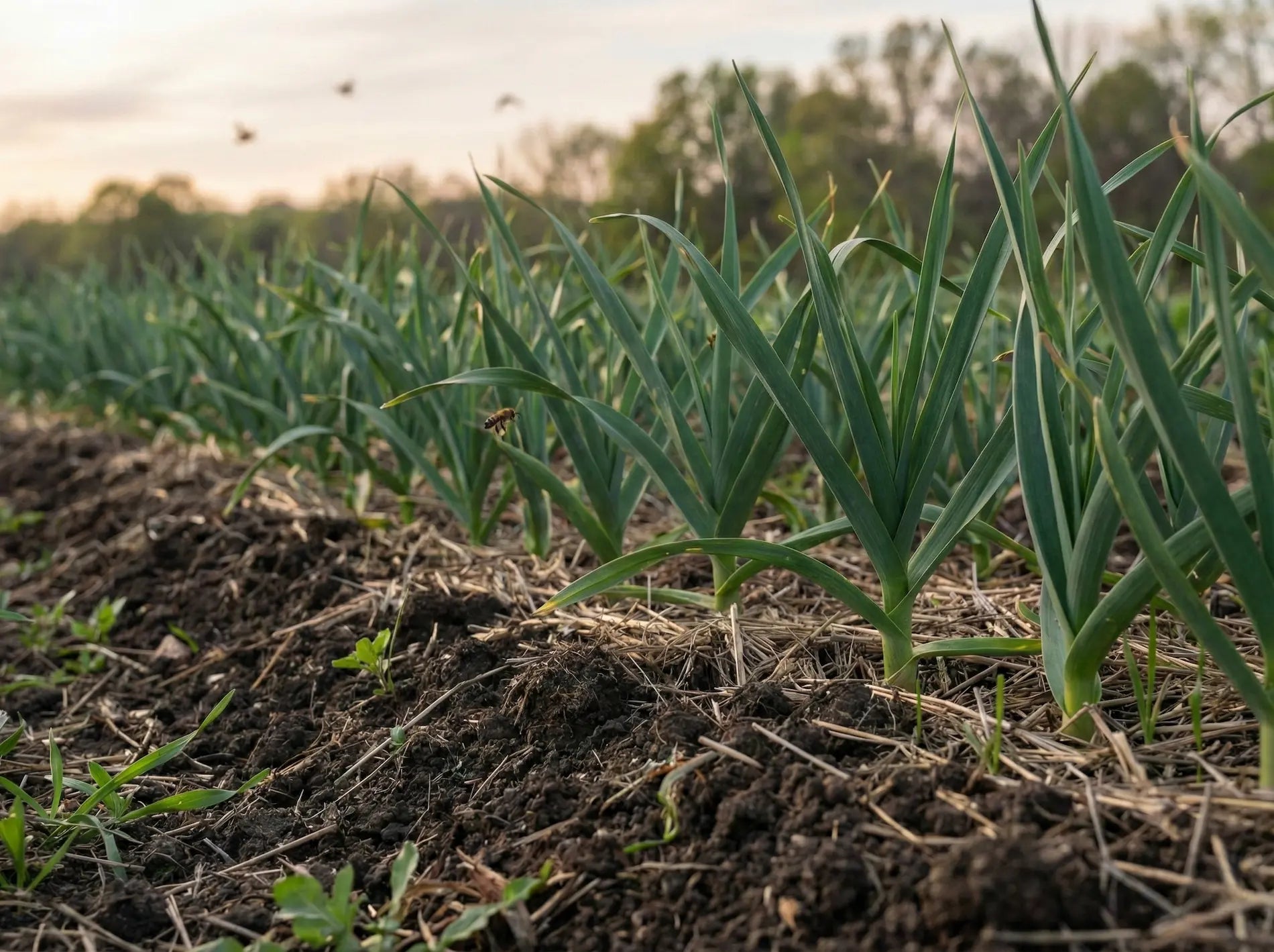 Rows of vibrant green garlic plants growing in mulched living soil at sunset, featuring a honeybee flying near the leaves, showcasing biodiverse regenerative farming practices.