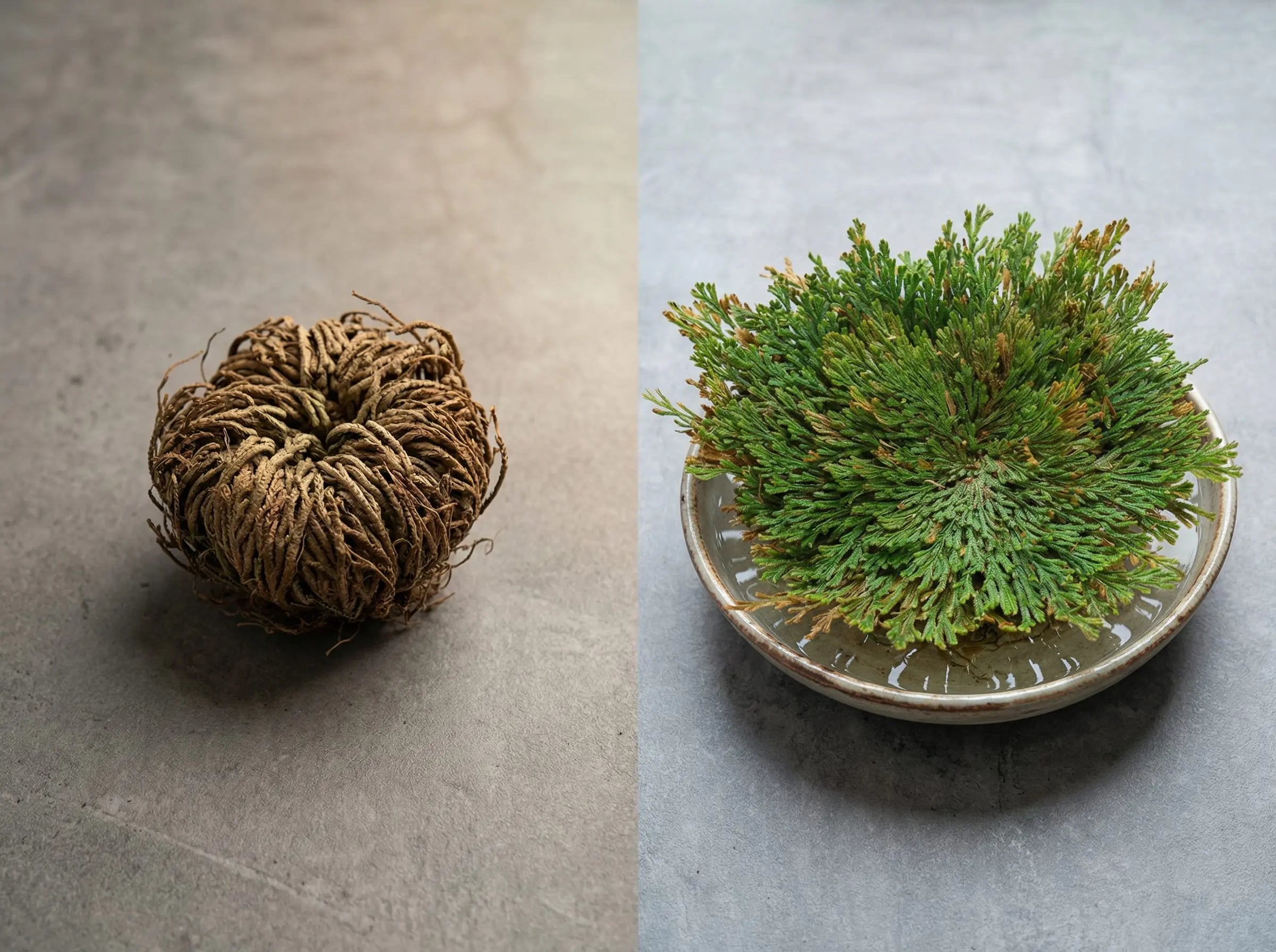 Side-by-side transformation of the Resurrection Plant (Rose of Jericho), showing the dried closed form on the left and the fully hydrated, open green form in a shallow bowl on the right.