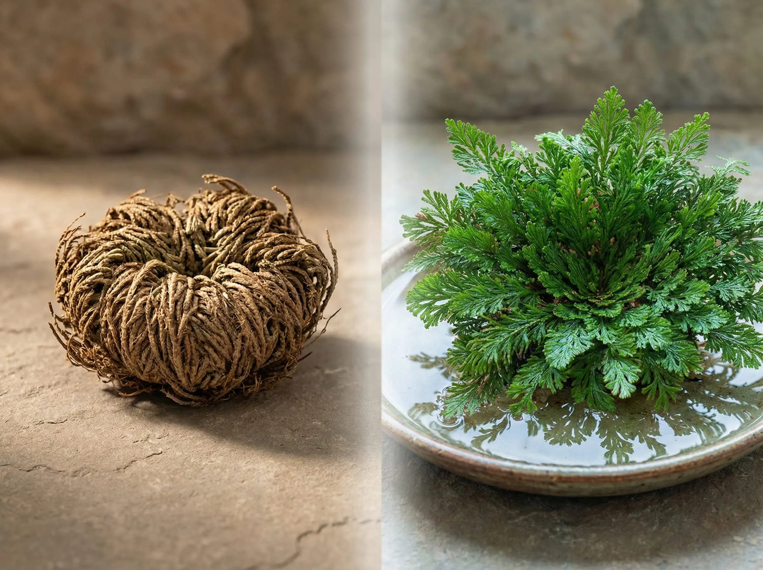 Closed and fully opened Resurrection Plant (Selaginella lepidophylla) showing natural transformation in warm, earthy light.