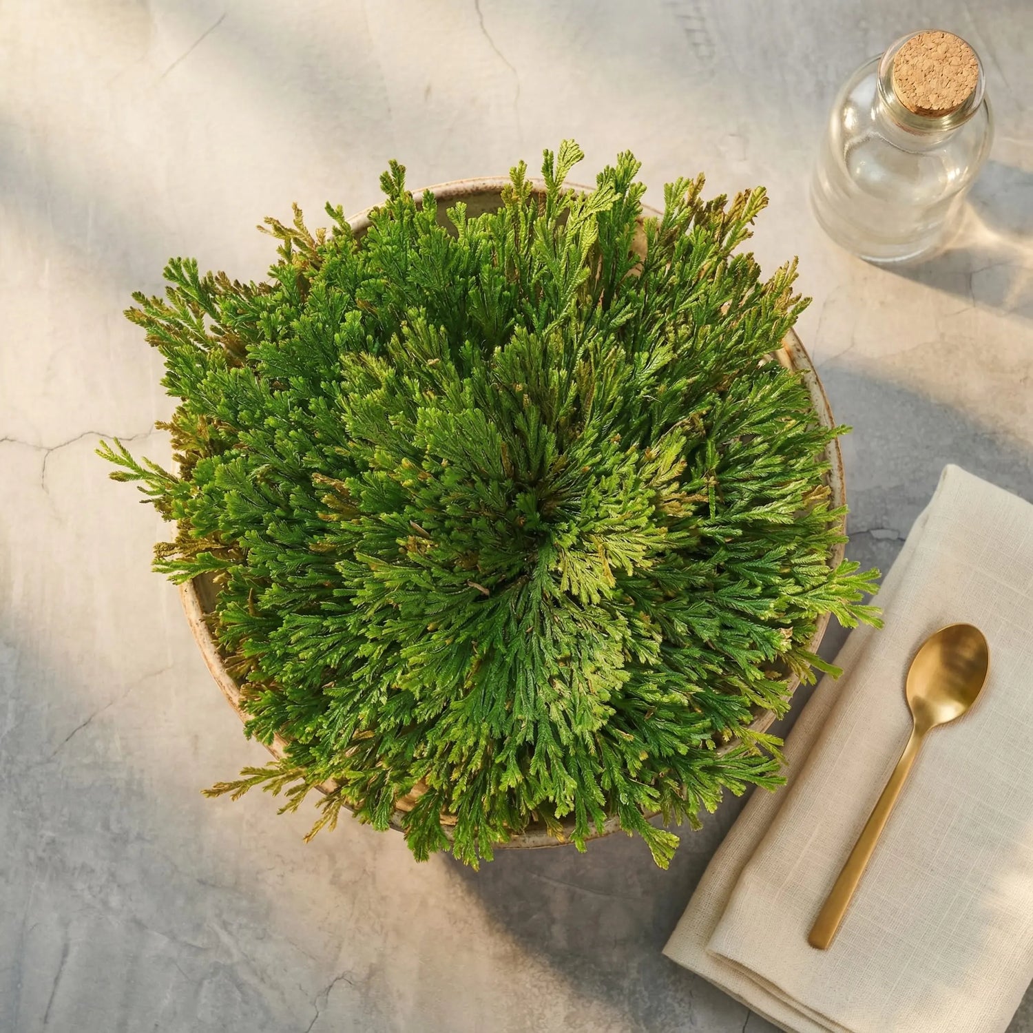Fully hydrated Resurrection Plant (Rose of Jericho) displayed in a shallow bowl, lush and vivid green, shown in a minimalist sunlit lay-flat scene with warm natural light and lifestyle elements.