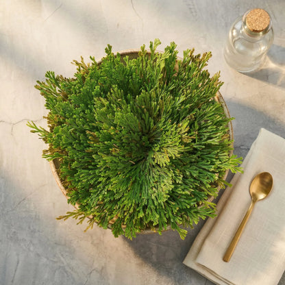 Fully hydrated Resurrection Plant (Rose of Jericho) displayed in a shallow bowl, lush and vivid green, shown in a minimalist sunlit lay-flat scene with warm natural light and lifestyle elements.