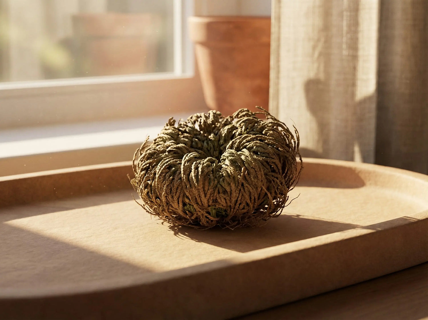 Dried Resurrection Plant glowing in warm window light, styled on a neutral tray for a serene home display.