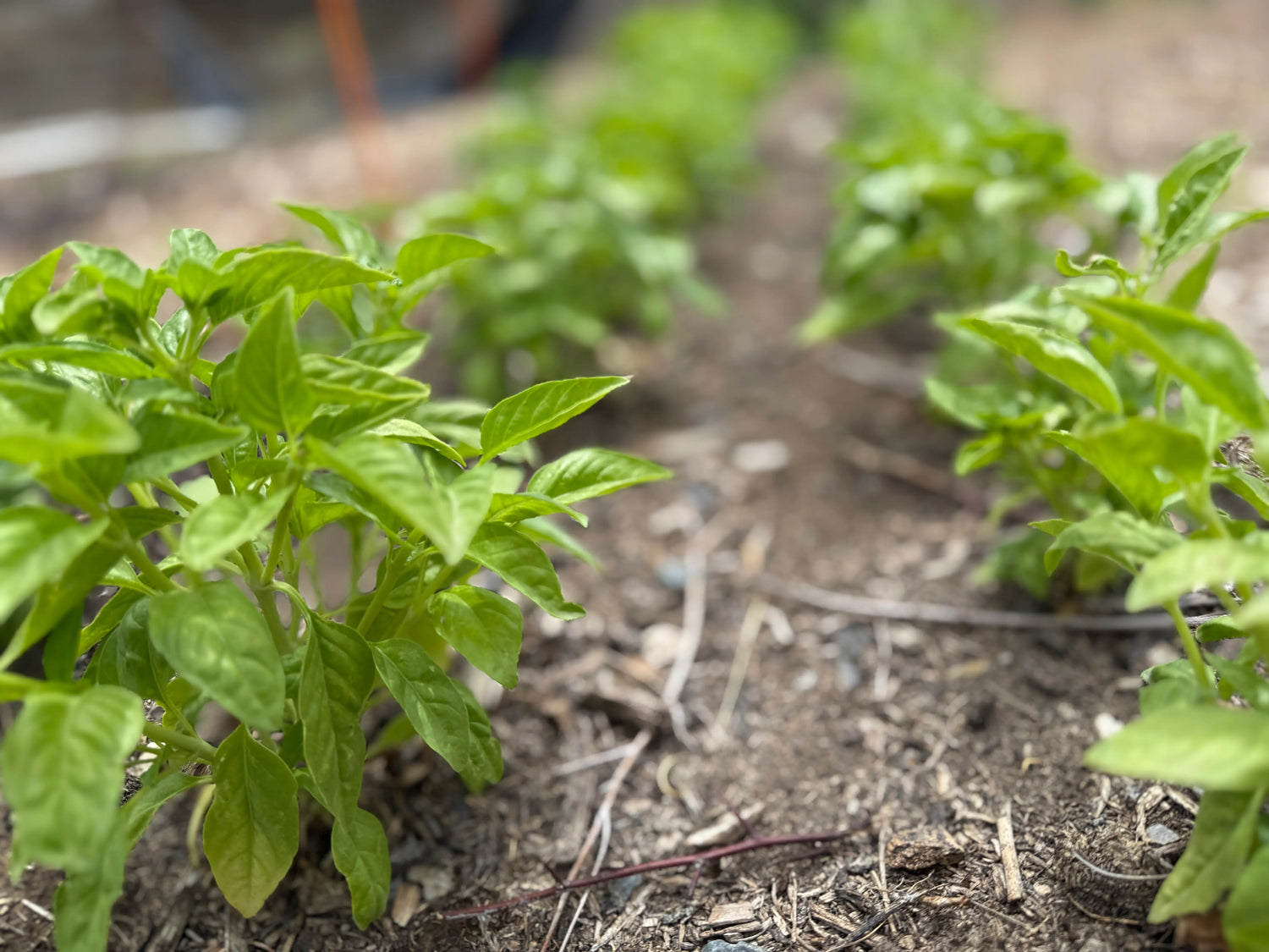 Early-season basil seedlings rooted in mulch-rich regenerative soil