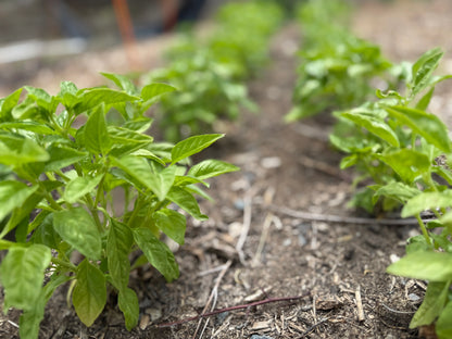 Early-season basil seedlings rooted in mulch-rich regenerative soil