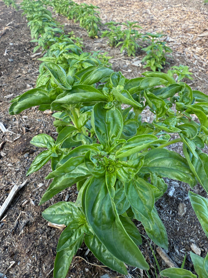 Mature basil rows with broad, glossy leaves ready for sunrise harvest