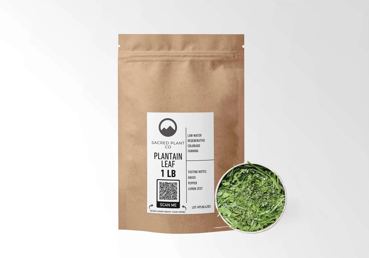 Sacred Plant Co Plantain Leaf 1 LB kraft stand-up pouch shown with a sample of the herb.