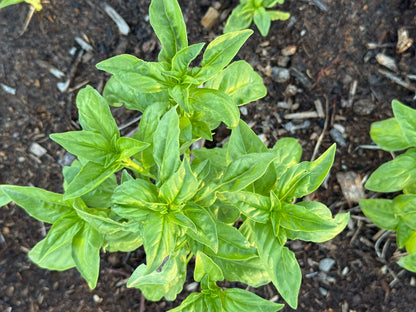 Young basil plants thriving in living-soil beds at Sacred Plant Co’s regenerative farm