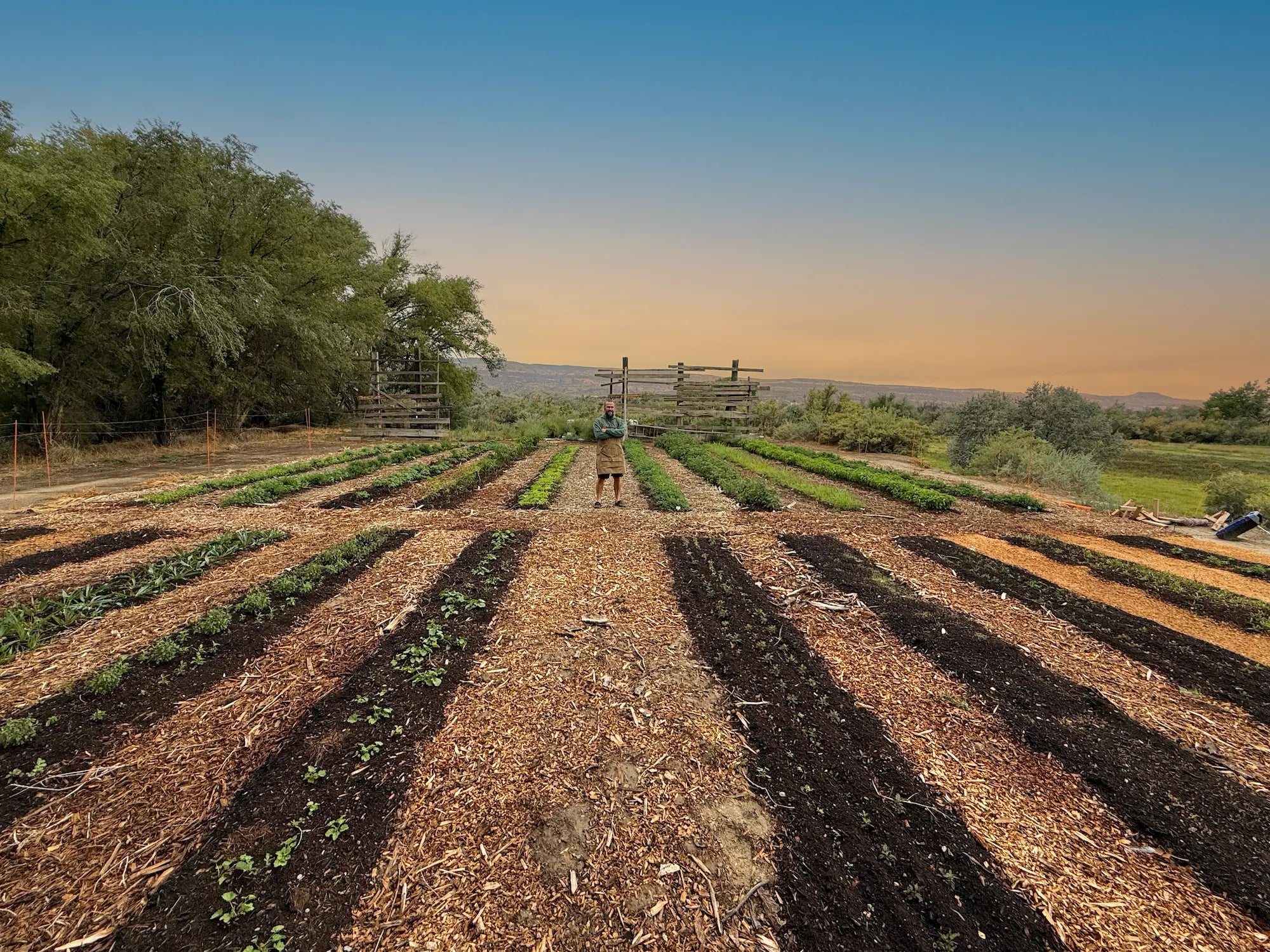 Wide view of Sacred Plant Co herb rows with founder at center and warm sunset sky — small-batch regenerative farm