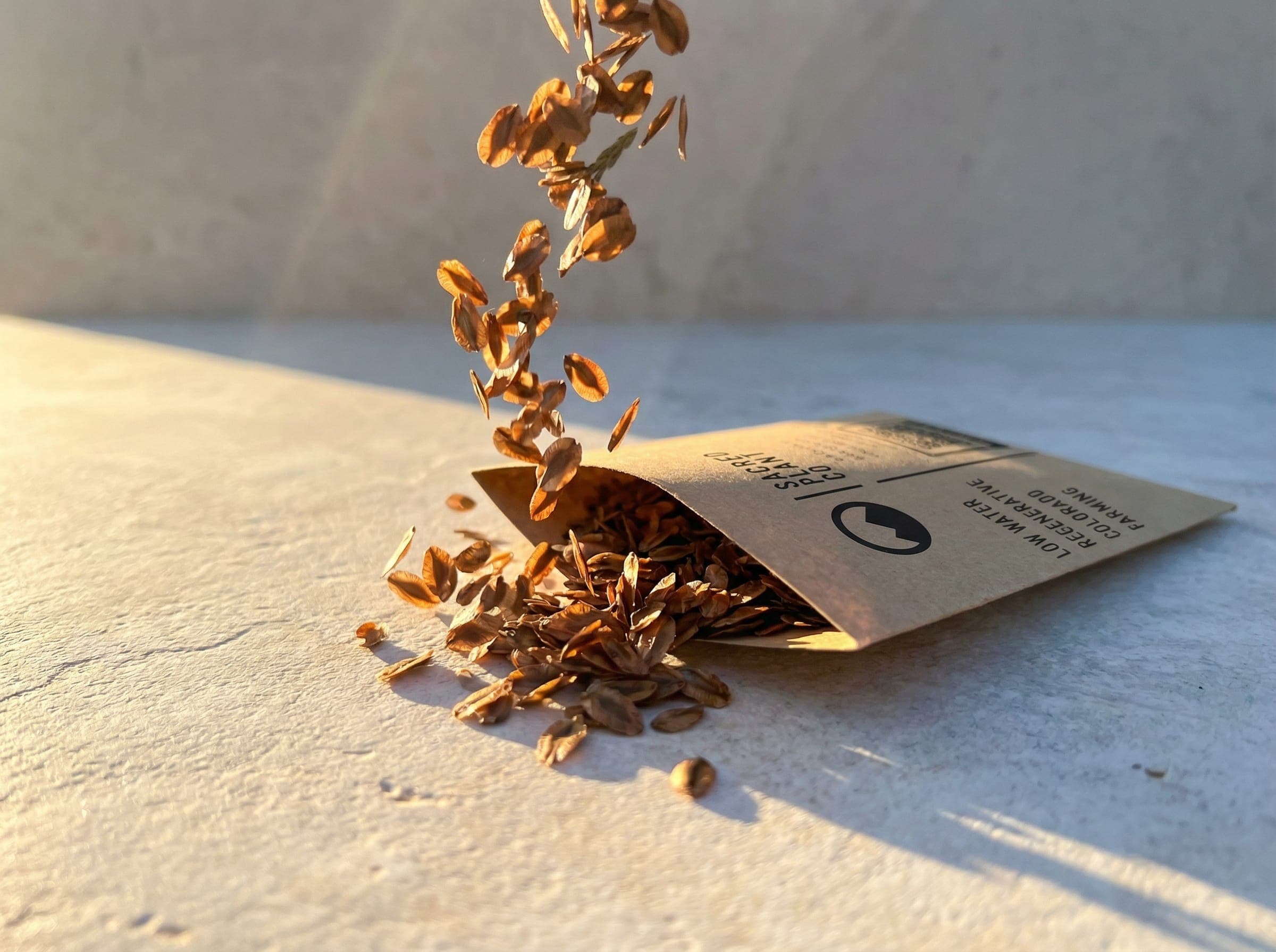 Giant Sequoia seeds captured mid-air spilling from kraft envelope in sunrise light.