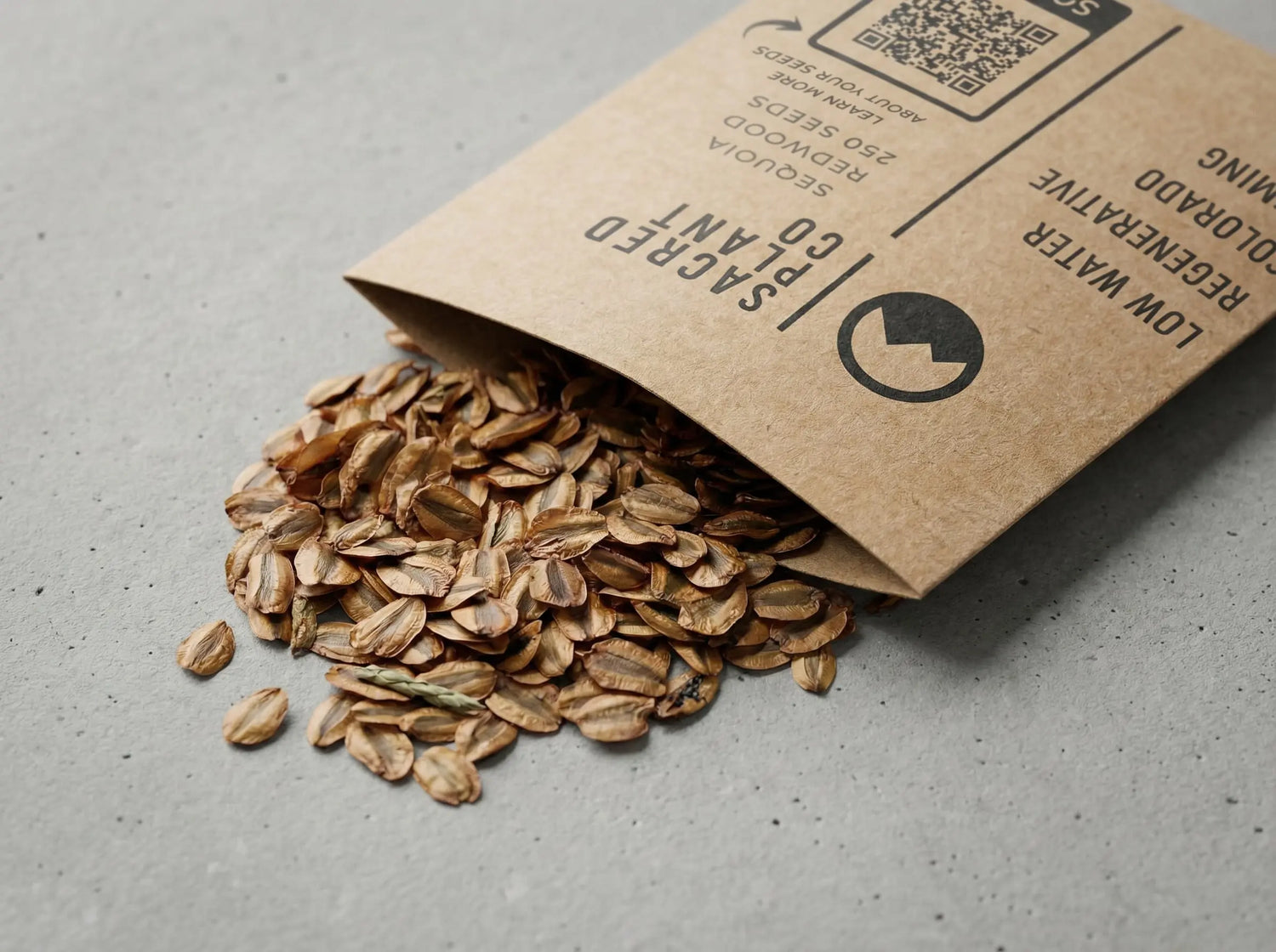 Macro detail of Giant Sequoia seeds emerging from kraft envelope on smooth concrete.