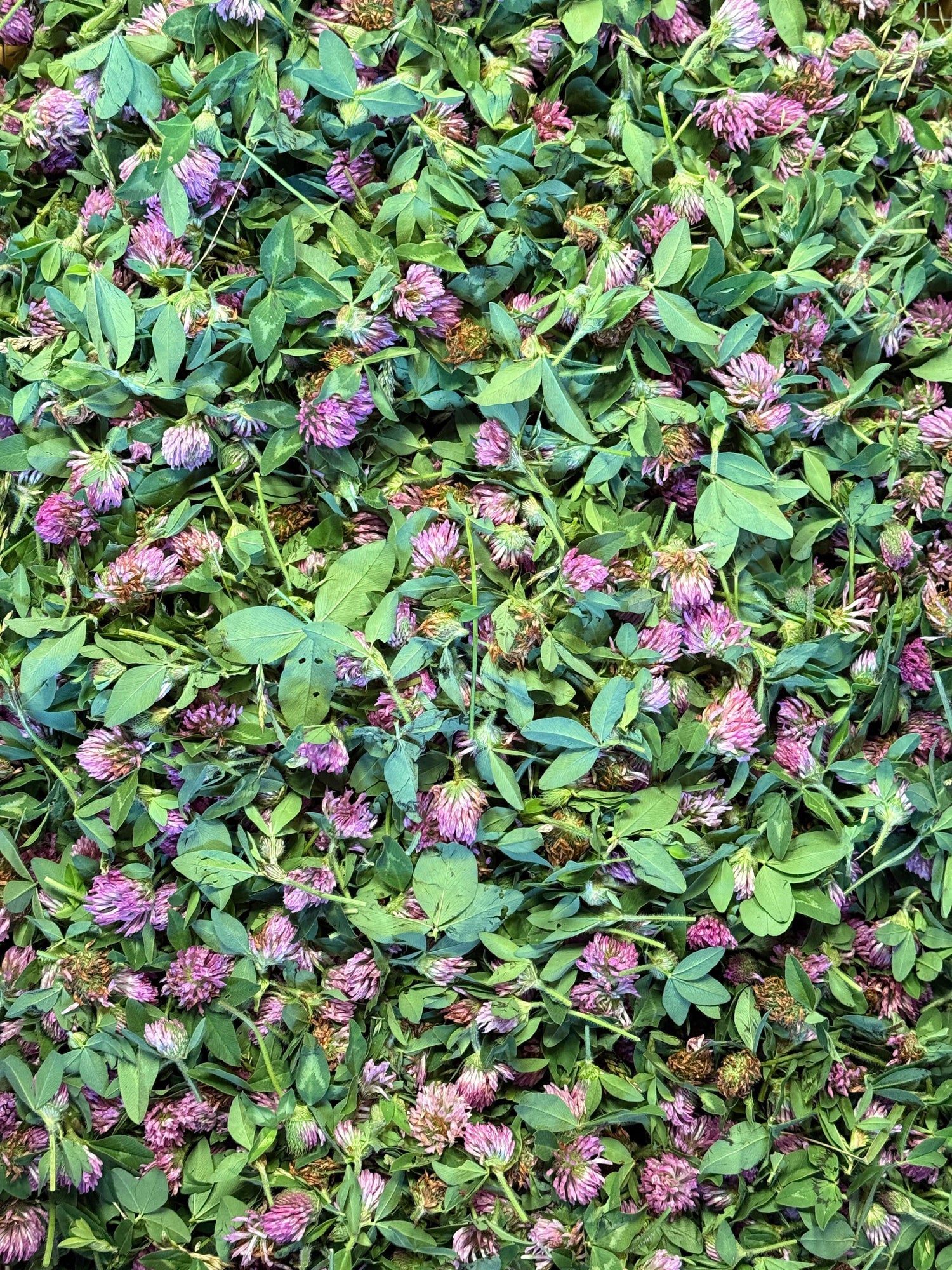 Top-down view of a heap of red clover blooms and foliage, featuring freshly picked pinkish blossoms and vibrant green leaves