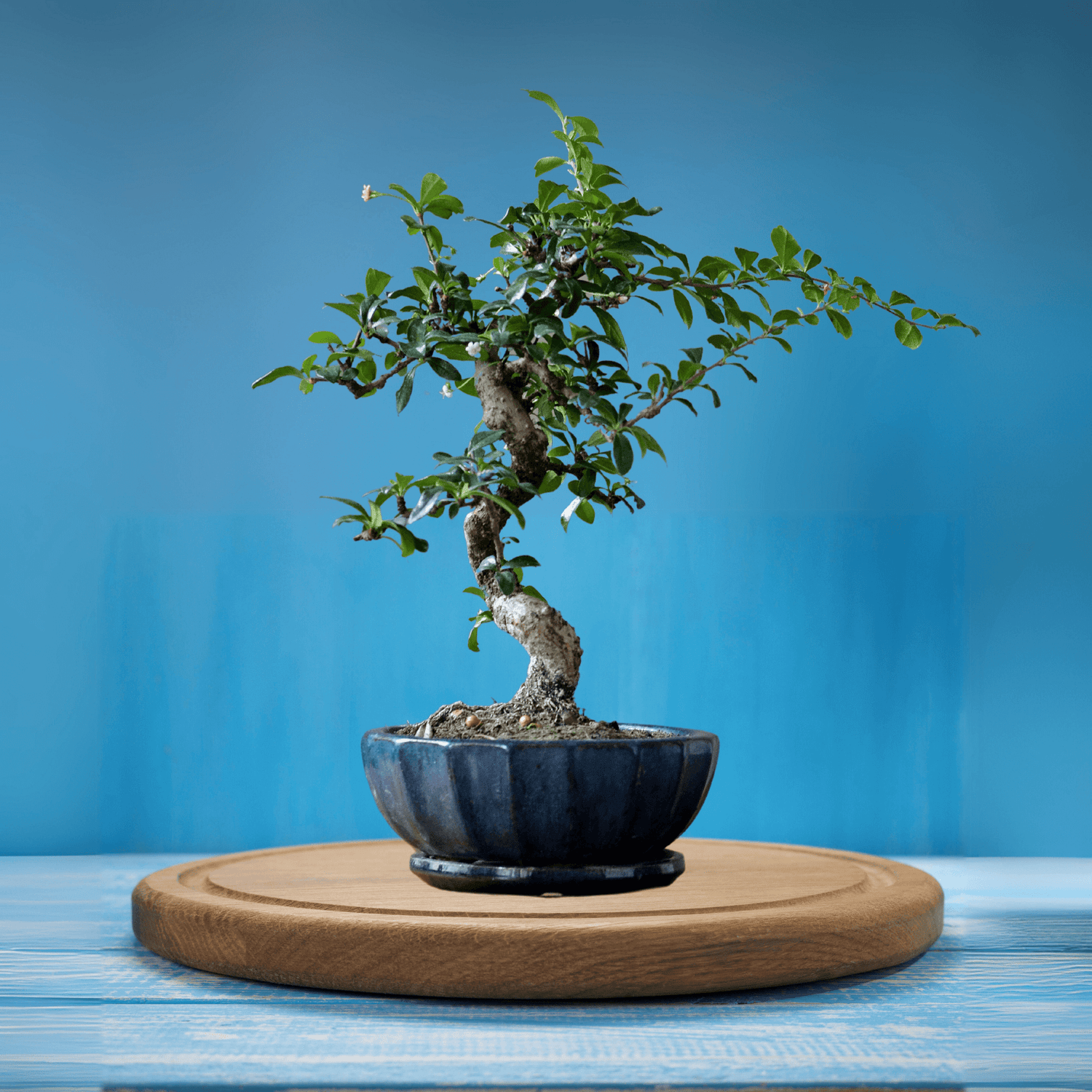 bonsai tree 中文 5-Year-Old Siberian Elm Bonsai Tree Starter Bonsai – Sacred Plant Co
