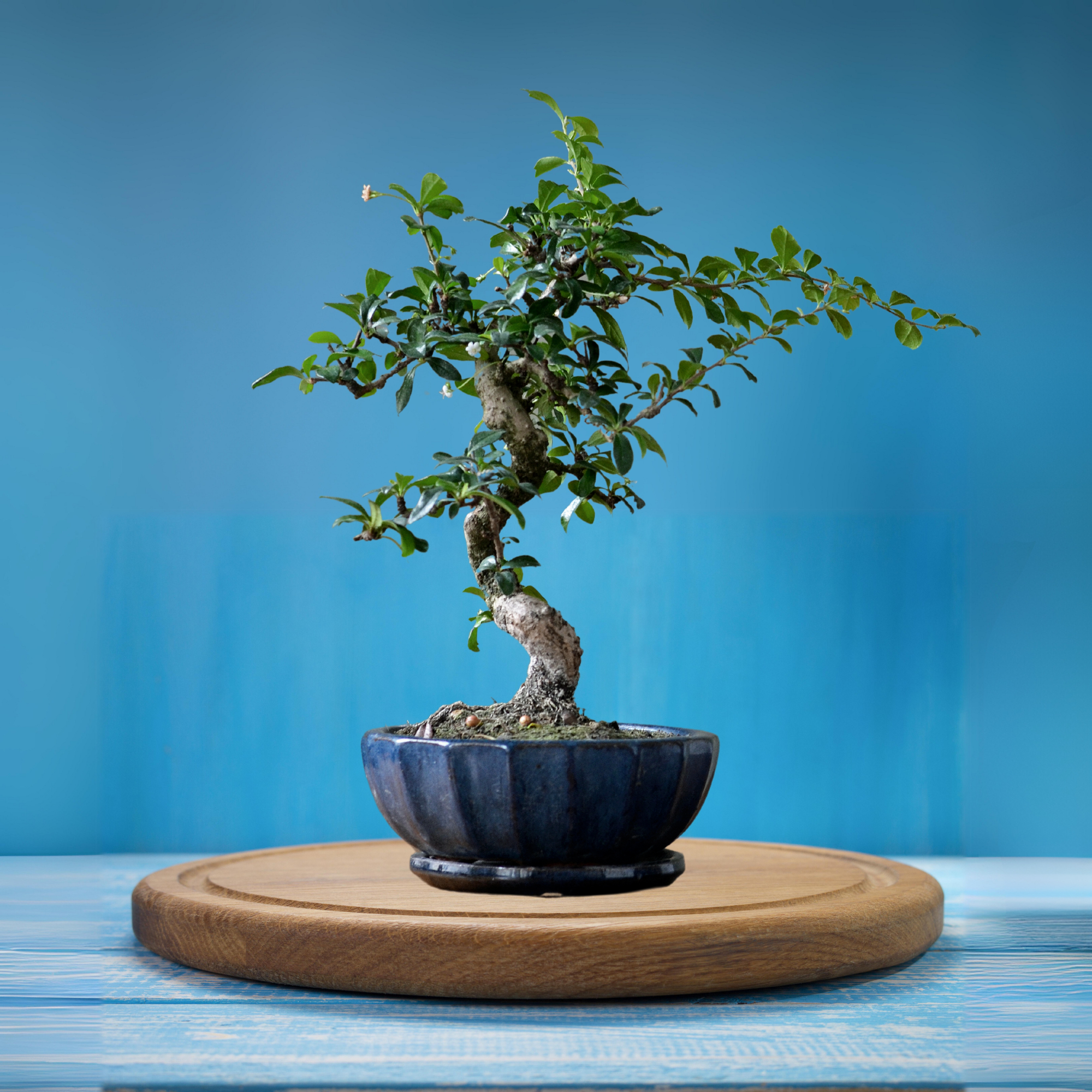 5-Year-Old Siberian Elm Bonsai Tree Starter – Robust and Ready for Training