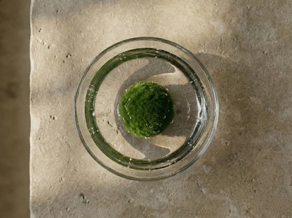 Authentic Japanese Marimo (Aegagropila linnaei), a rare spherical algae symbol of love and longevity.