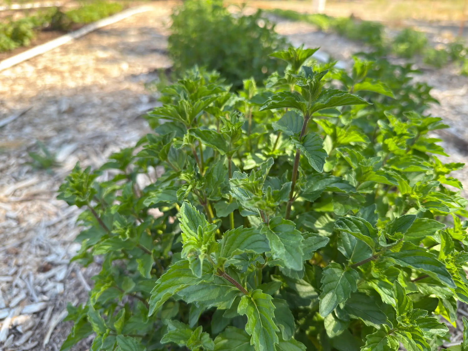 Wild-crafted spearmint (Mentha spicata) growing in farm rows — fresh, fragrant leaves harvested for spearmint tea.
