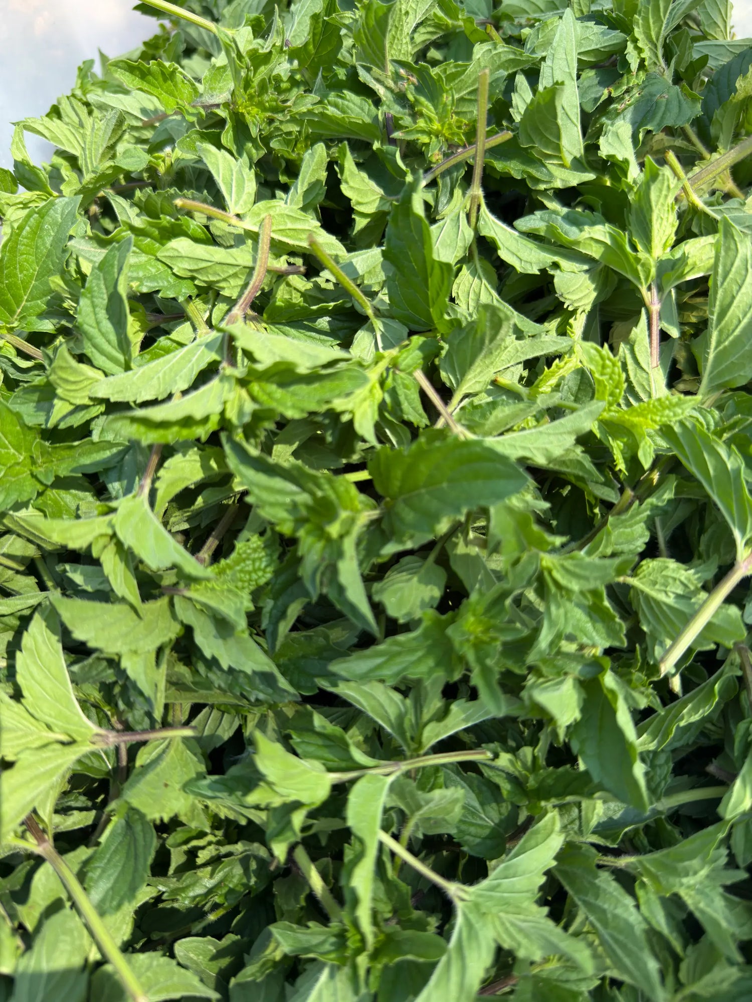 Hand-harvested spearmint bunches — bright green Mentha spicata leaves cut and ready for drying and tea.