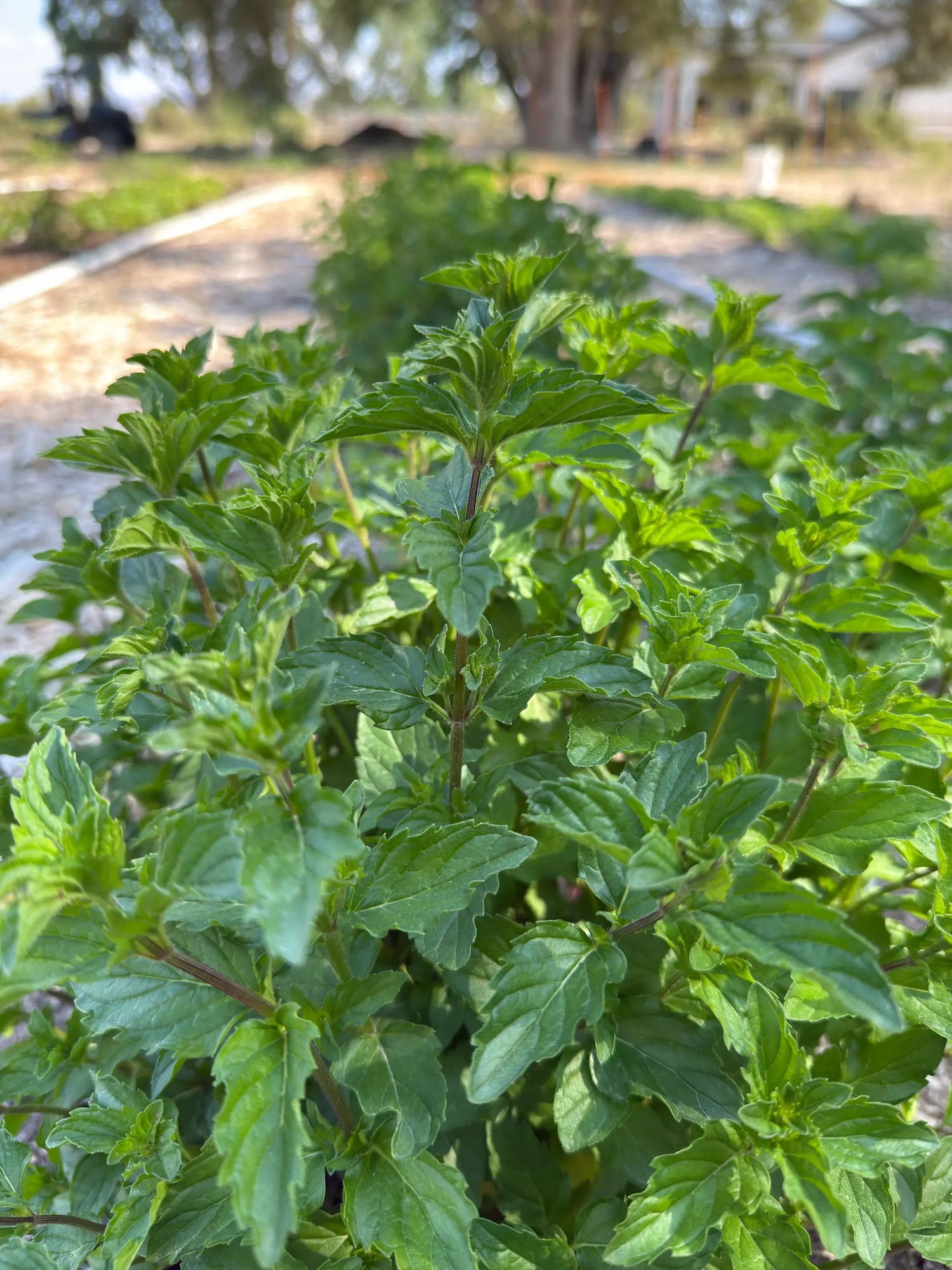 Close-up of spearmint leaves (Mentha spicata) showing serrated leaf edges and fragrant texture for bulk spearmint herb.