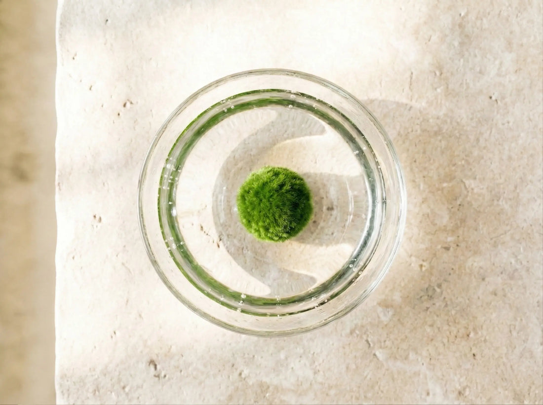 A healthy Aegagropila linnaei specimen (Marimo ball) showing dense velvet texture, floating in water.