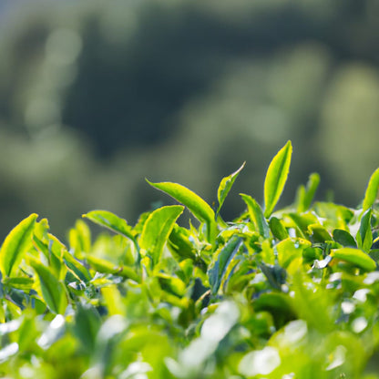 Ryokucha Loose-Leaf Sencha Green Tea | Organically Grown Japanese Sencha Tea